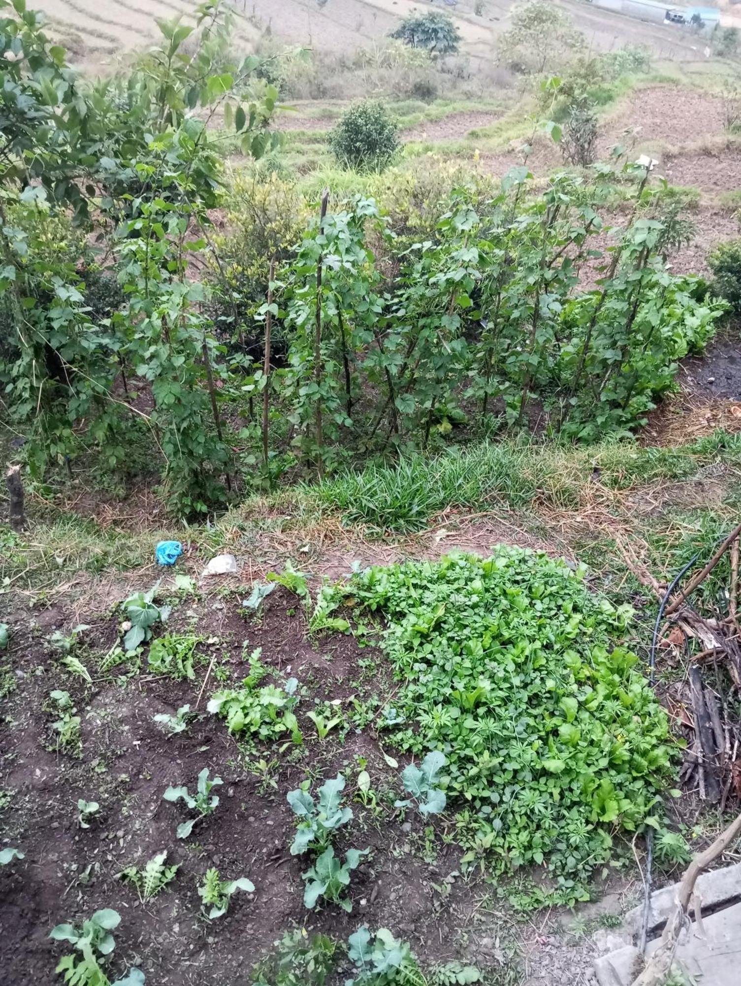 Gautam Garden Guest House Pokhara Buitenkant foto